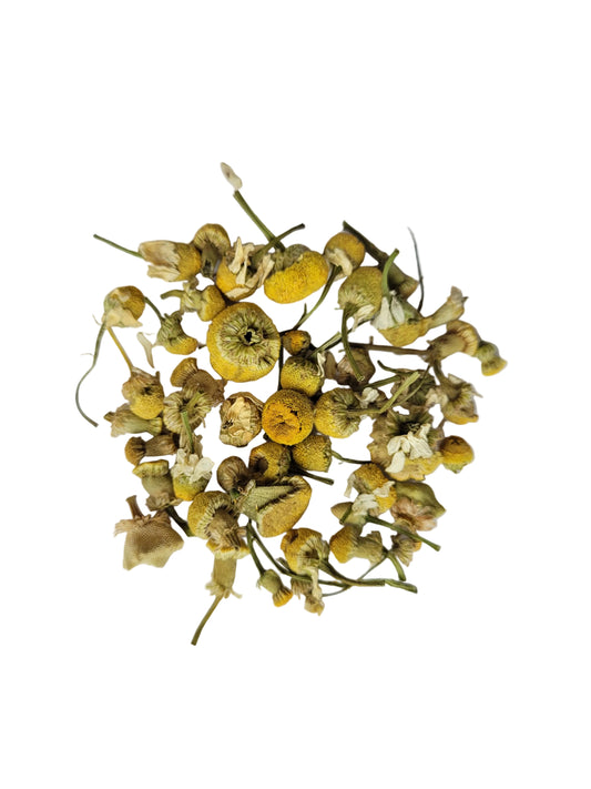 Camomile Egypt